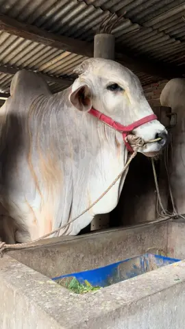 sapi po kebumen  #kandangberkahfarm  #sapipojumbo  #peternaksapiindonesia  #sapipokebumen  #fyppppppppppppppppppppppp 