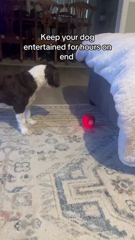 Keep your dog happy for hours on end #dogtoy #dogs #animals #pets #toys #fyp 