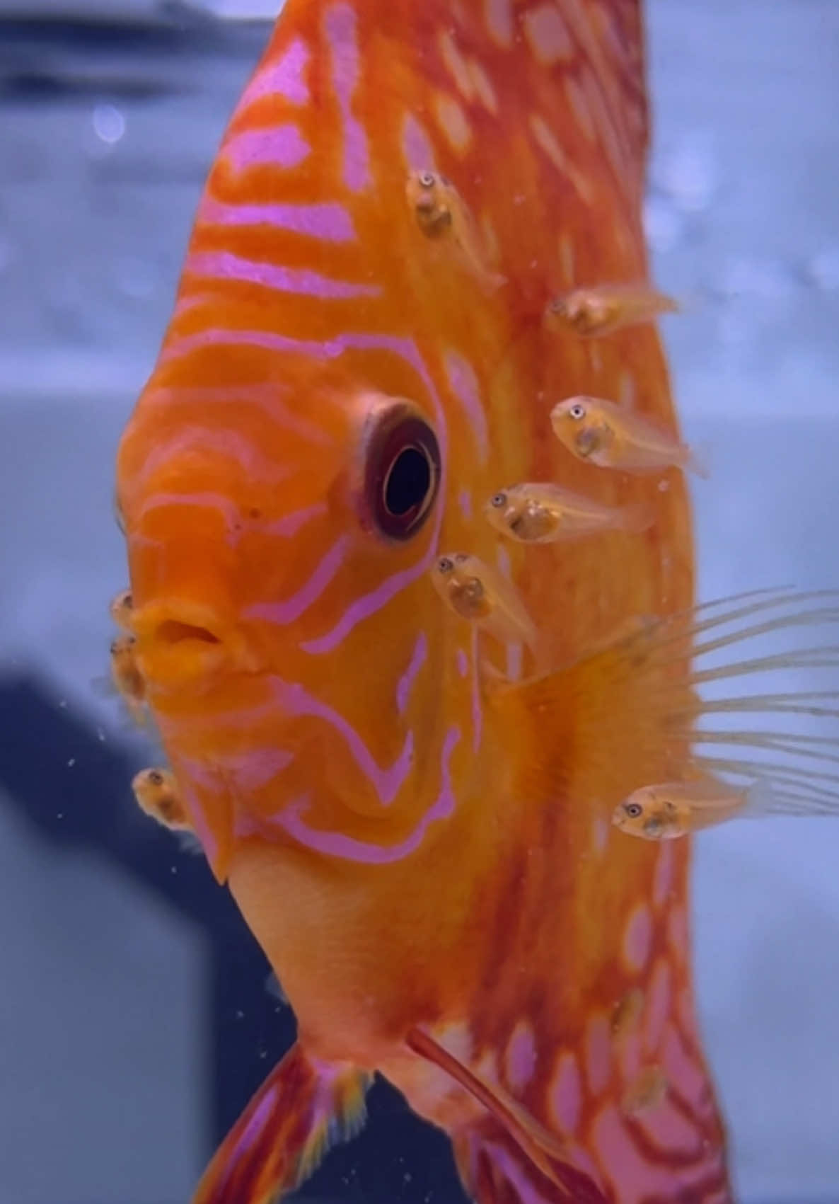 Day 14 baby discus #fishtoker #discusfish