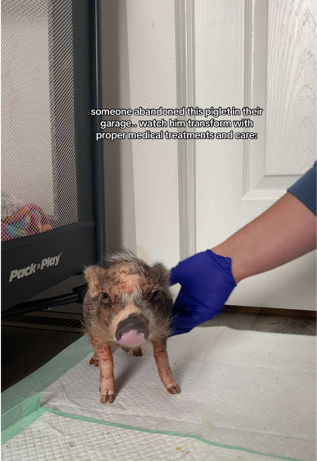 I simply will never understand how people can be so awful to animals. We’re so glad you’re here sparky!! We love you. #animals #animalrescue #fyp #pigs #piglet 