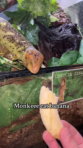Monkey gets Banana as a special treat tonight. He gets crazy after he eats banana tho🍌🍌🍌 #prehensiletailedskink 