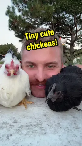 Do you like my tiny white and black chickens🐓? #foryou #chickens #bantam #backyardchickens #chickensoftiktok 