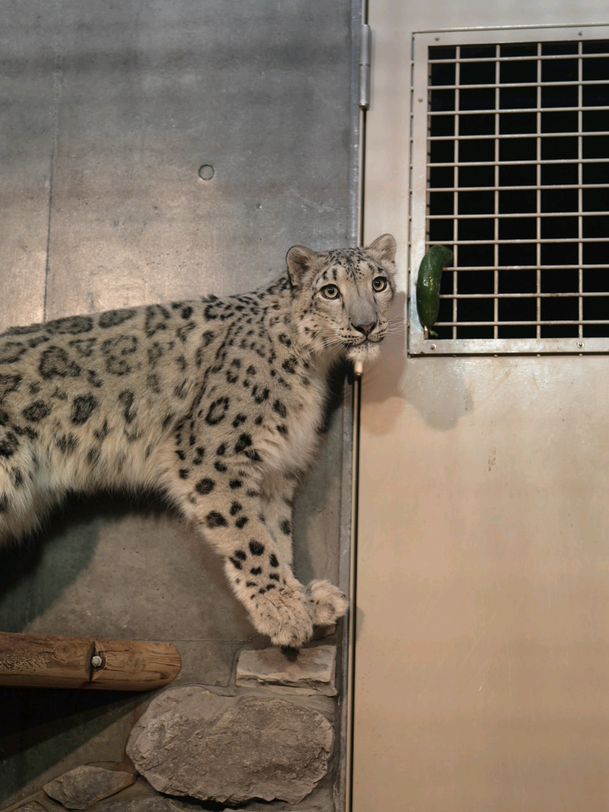 🥒ちょいちょい…お向かいさん(🐯)をじ〜ッ。 ⁡ ⁡#いしかわ動物園⁡ ⁡ #ユキヒョウ ⁡ ⁡ #ヒメル 