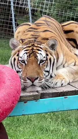 How many thumbs up can Opie Tiger get for being so cute and adorable?