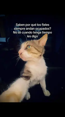 Saben por qué los fieles siempre andan ocupados? No sé cuando tenga tiempo les digo#fyp #viraltiktok #paratiiiiiiiiiiiiiiiiiiiiiiiiiiiiiii #gatostiktok #amor 