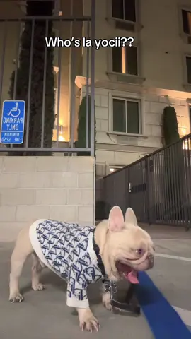 #Guero #FrenchieTok 