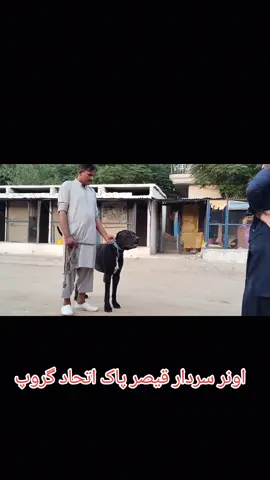 @Bullishokeen #bullykutta🔥😎 #foruyou #bullishokeen #fyp #dogoftiktok 
