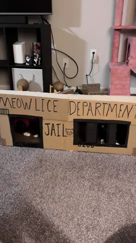 Mess with the meow meow and you’re gonna get the peow peow 🚔🚨🚔#funnycat #kitten #catjail #kittensoftiktok #viralcat 