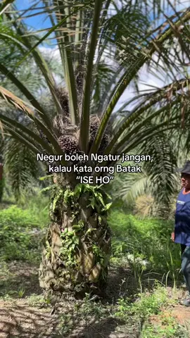 Baper pulang #sawitontiktok #foryoupage #petani #batak #bataktiktok 