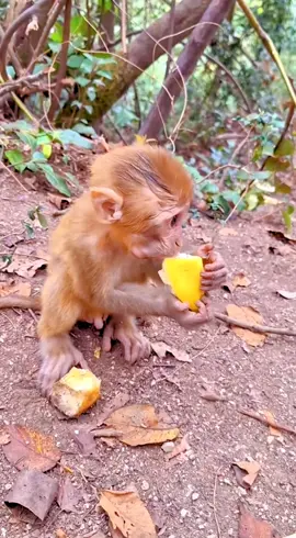 #LanguageLearning #tiktok #monkey #foryou 