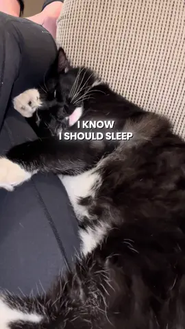 The inner voices are winning #tuxedocat #catthoughts #catdreams #catsleep #catsleeping #funnycat #funnycatsoftiktok #funnycatvideo #catthings #cathumor #catvideo #catvideos #viralcat 
