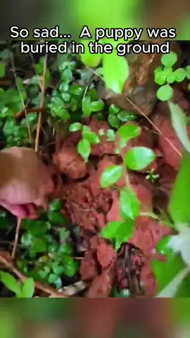Rescue puppy. #rescue #rescueanimals #animals #puppy #fyp 