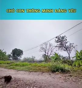 Con giỏi ghê #dog #dogsoftiktok #cúnconđángyêu #cún #thúcưng 