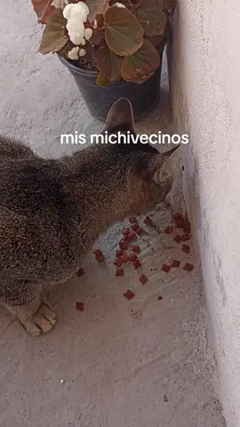 #viraltiktok #gatosvecinos #gatostiktok 
