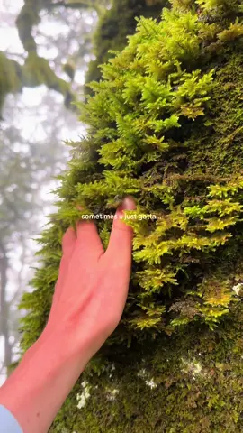 psa to pet ur tree and tell her shes a good girl.  #Hiking #touchgrass #whattodoinsf #fairy #forest 