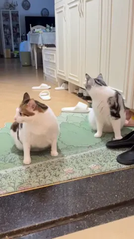 Uncle Bao #cat #catsoftiktok #cats #fyp #kucing     ❣️: 嗷呜一口吃掉你