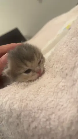 stinky modo #kitten #cat #cute #kitty #hehe 