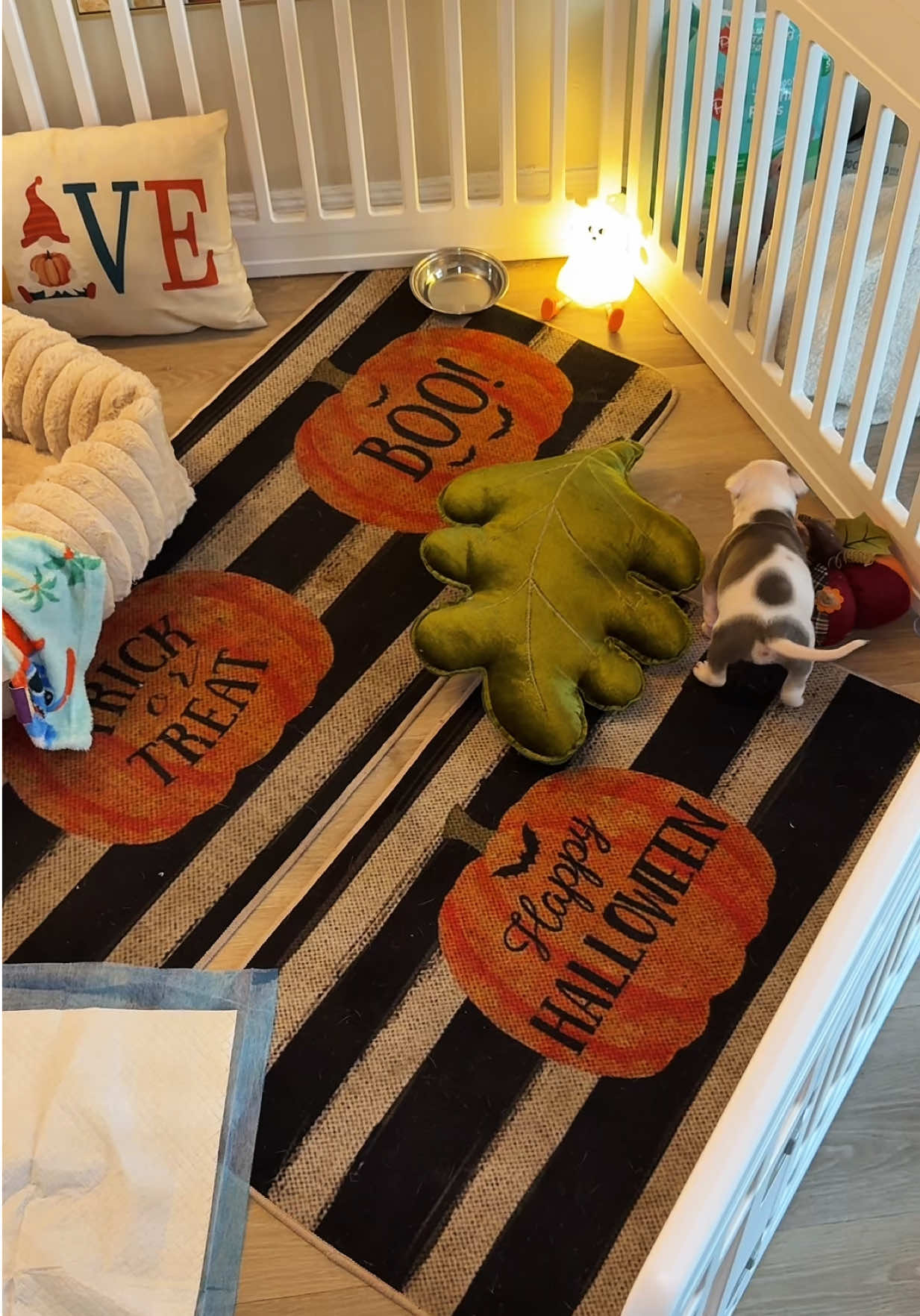 I still can’t get over this great deal! I absolutely love their playpen and even more that they do. 🥹🐾🐶🙏🏽 #dogplaypen #dogbed #PetsOfTikTok #dealsforyoudays #puppies 