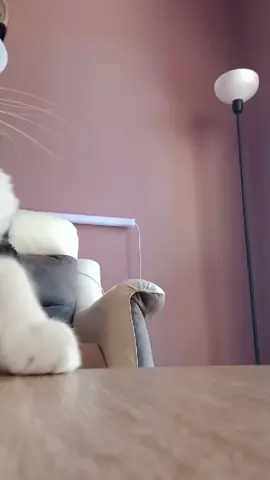Push Satisfaction ×2 🙌 Good job 🥲  #fyp #catoftiktok #catdance  #satisfyingvideos #viralvideo🔥    