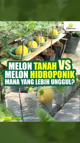 Melon Tanah vs. Melon Hidroponik: Mana Pilihan Terbaik untuk Panen Maksimal?
 ● Sering bingung mau menanam melon dengan cara apa? Metode tradisional di tanah
 atau cara modern dengan hidroponik fertigasi tetes?
 ● Keduanya punya kelebihan masing-masing! Metode di tanah menawarkan cita rasa
 otentik dan biaya awal yang lebih rendah, sedangkan hidroponik menjanjikan panen
 yang stabil, kualitas buah yang seragam, dan efisiensi lahan.
 Tonton video ini sampai selesai dan tentukan pilihanmu!
 Sekarang giliran kamu! Kamu #TimTanah atau #TimHidroponik? Tulis pilihanmu di kolom
 komentar dan bagikan alasanmu! Butuh pendampingan untuk memulai? Hubungi kami di
 GOODPLANT! DM kami atau cek link dibio! Like dan share video ini ke teman-temanmu
 yang suka bertani!
 #fyp #fypシ #melonpremium   
