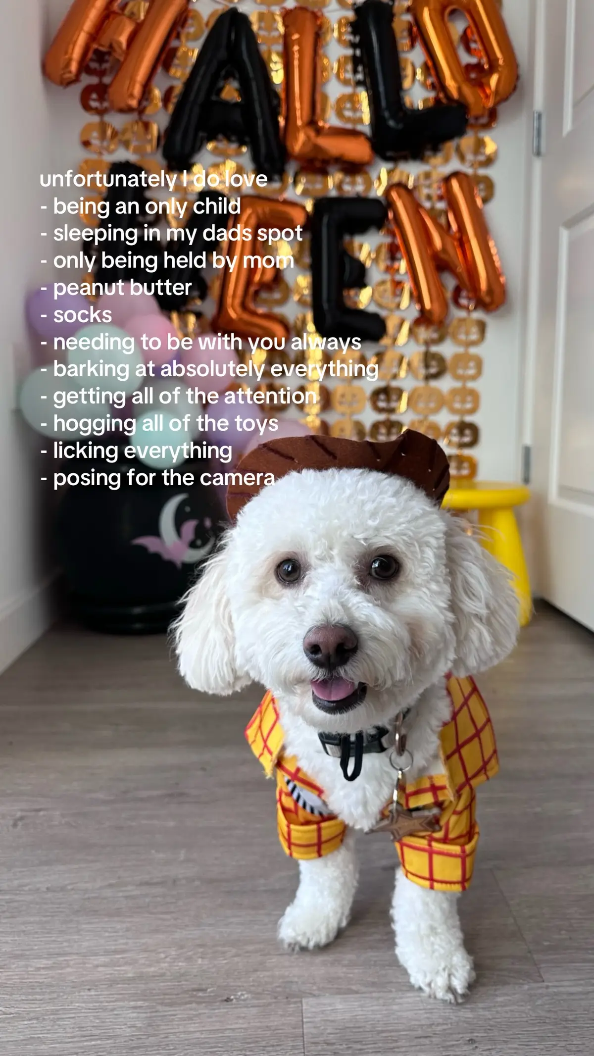Oh sweet Milo 💛  #maltipoo #dogtok #maltipoosoftiktok #trend #fyp 