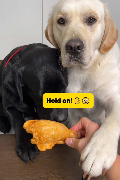 My Labrador just proved he’s a genius! 🧠🐶#labrador #smartdog #dogsoftiktok #fyp #funnydogs