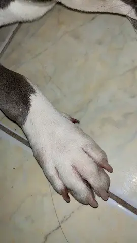 #max#americanbully 