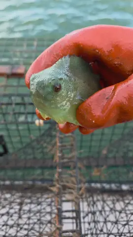 Did you know kissing a lumpfish brings good luck? #fishing #lobster #maine #tourism #grundens 