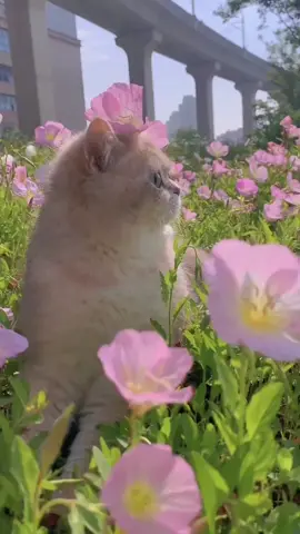 😍😍😍❤❤ #foryou #cat #fyp #viralvideo #foryoupage❤️❤️ 