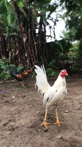 Asah jujuk ancit🤍#salamkakikiri🐓🐓 #nangabigamefarm #salamkakigetar🔥🔥🔥 #fyp?tiktok♥️ #salamkakigetar 