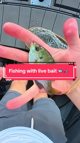 I Fished with LIVE BAIT 🐟🎣 #fishing #fishingvideos #capcut 