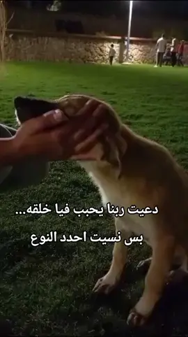 🍂 #vairal #pyfツ #اكسبلورexplore #explore #dogs 