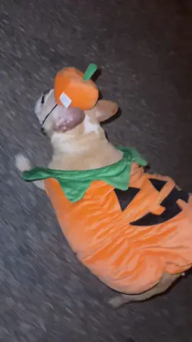 #frenchiesoftiktok #halloween #dogsoftiktok 