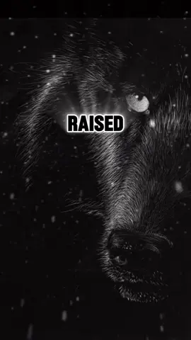 #fyp #wolves #sinful_wolfdesigns #stawolfpack #motivation 