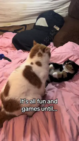 They love each other, I swear 😹