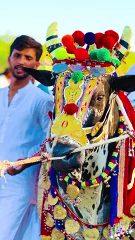 نخرے دا بادشاہ بھورا رمتالاں آلا✨❤️🌷😍#viralvideo #foryou #foryoupage #trendingvideo🦁🦁 #viralvideo 