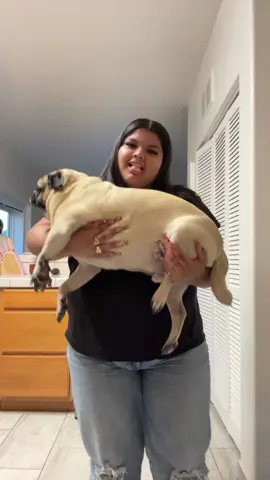 🪗🪗🪗🪗🪗 #pug #fy 