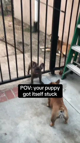 He’s always been a little crazy 🤪 #frenchie #frenchbulldog #puppy #dog #doggo 