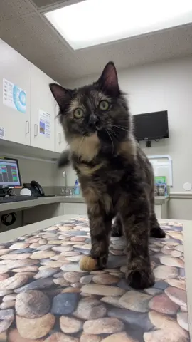 WINNIES GETTIN BIGGER! 5.13LBS TODAY #catsoftiktok #catsdancing #sillykitty #kitten #fyp 