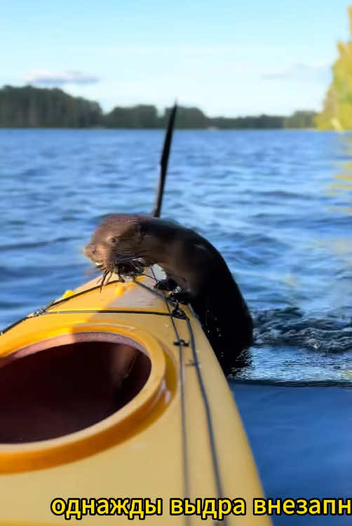 An otter jumps onto a woman's boat to protect its cubs 🦦#animals #otter #Love #foru #us 