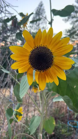 The only thing the deer didn’t eat in my garden! #fyp #sunflower #flower #garden 