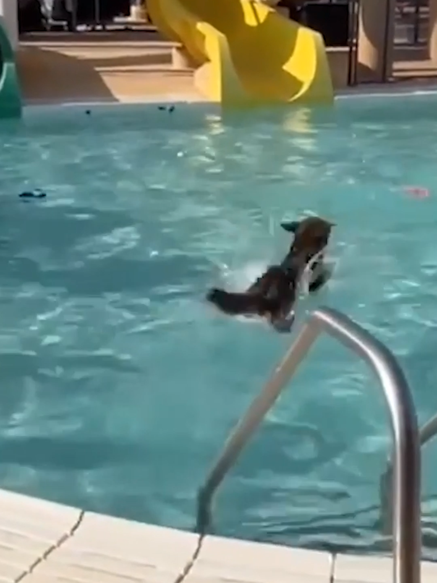 Watch these dogs have their day at a season-ending community pool party #usatodaypets #hopecore #kindcore #goodnews #dogsoftikok