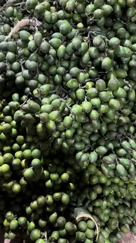 Các nhà lò còn ổn không ạ 😬 Cau đen Buôn Mê 🥰 #capcut #cau #cauxuatkhau  #keocau #keocautrungquoc  #bmt #buônmathuột 