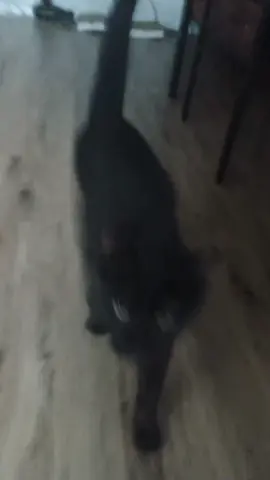 #cat 