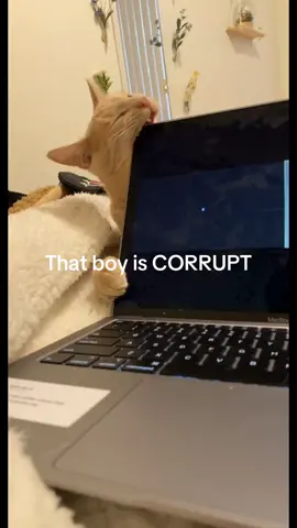 My baby #cat #nobodysson #sabrinacarpenter #catsoftiktok #thatboyiscorrupt #greenscreen 
