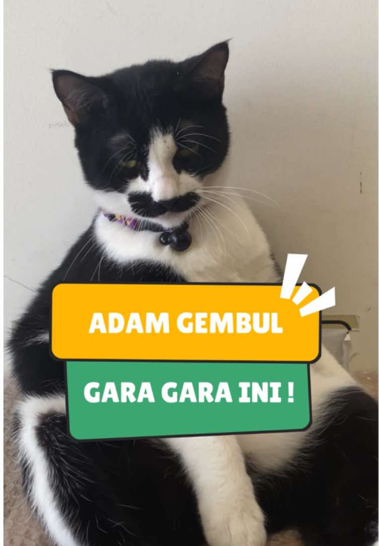 perasaan kemaren masih kecil deh, tiba2 banget jadi gembul😸 Rahasianya cuma satu, yaitu berikan vitamin secara rutin di setiap makanannya😻 #kucinggendut #kucinggemuk #kucing #vitaminkucing #norwegiansalmonoil 