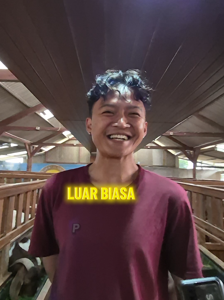 LUAR BIASA  #sahabatsukaternak #goat #fypシ゚ 