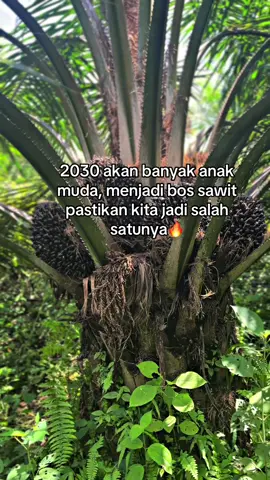 Bismillah aja dlu😇#sawit #sawitontiktok 