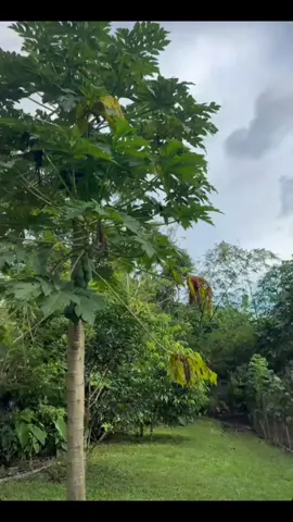 Teka ba't naiiba yung mango tree🤧 HAHAHAHAHHA  ©️ Stacey's IG story @STACEY @JHOANNA  #jhocey #bini #biniph #foryou #fyp 