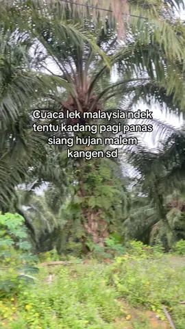 #storylombok #katakata #lomboktiktok #masukbranda #kulisawit 